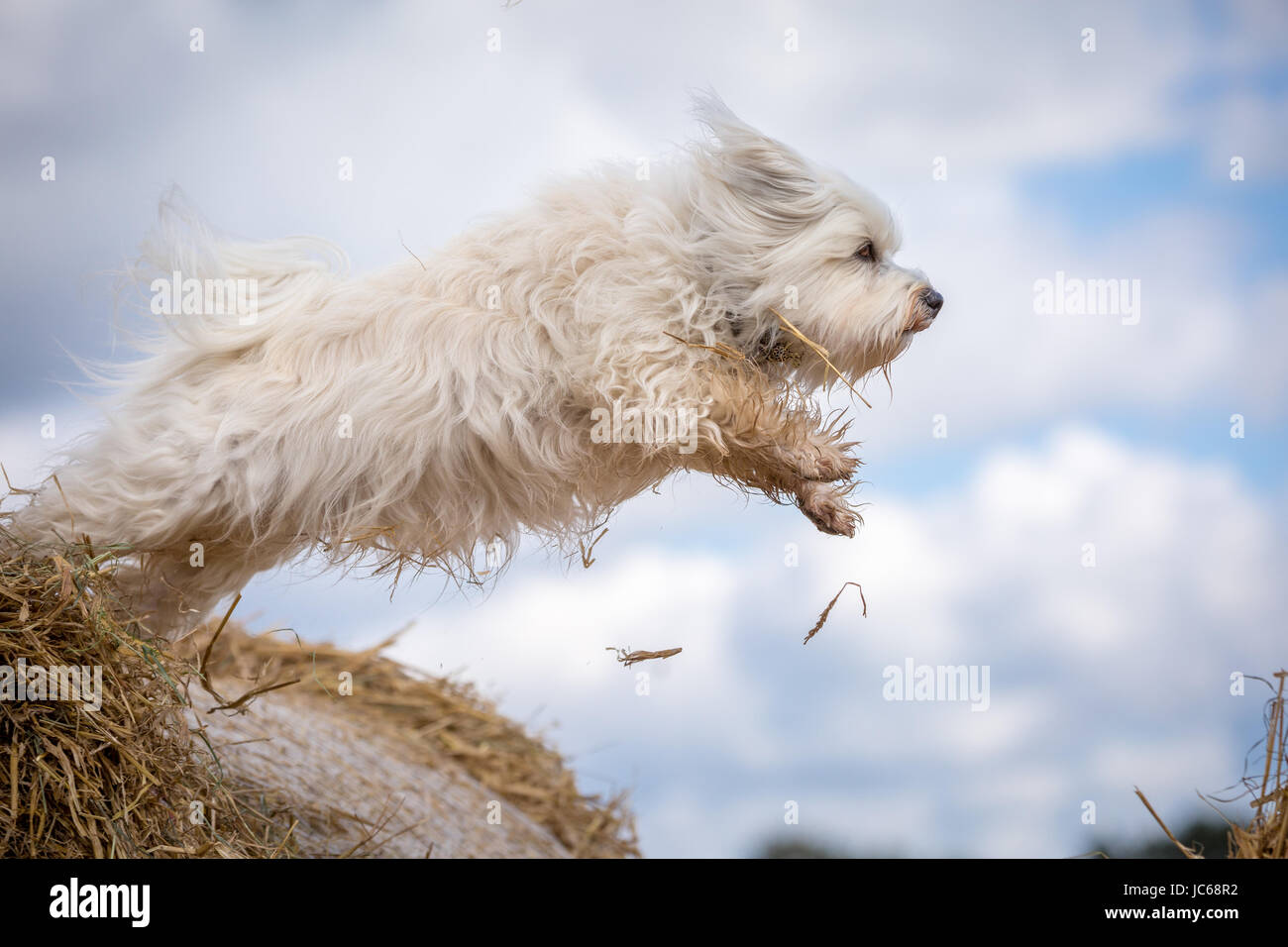 Kleiner weißer Hund springt von einem Strohballen zum nächsten. Foto Stock