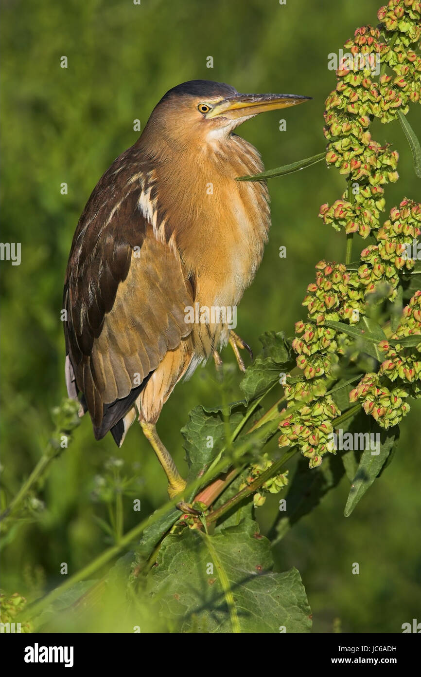 Tarabusino, comune tarabusino, Ixobrychus minutus, trampolieri nella famiglia di airone Foto Stock