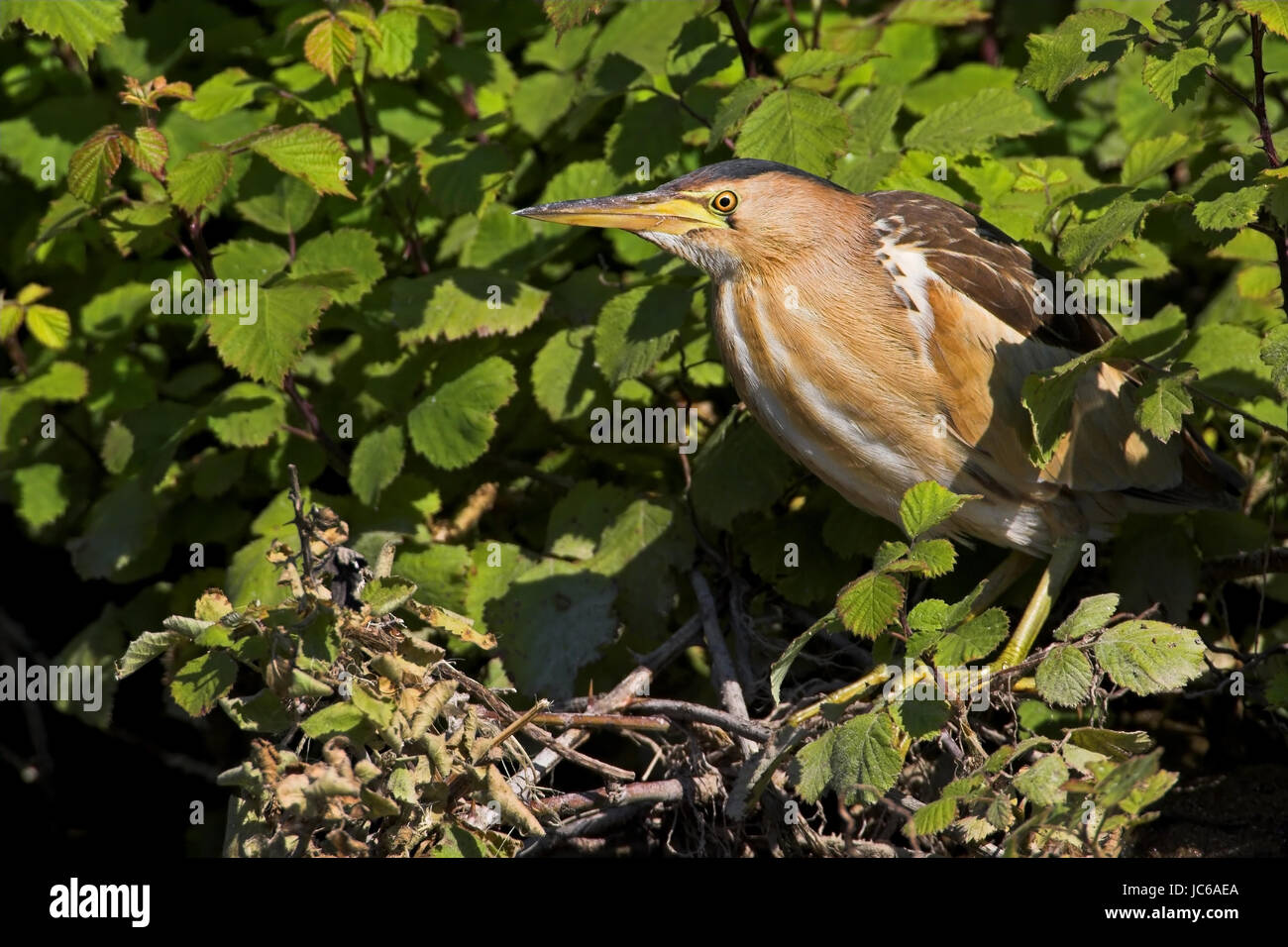 Tarabusino, comune tarabusino, Ixobrychus minutus, trampolieri nella famiglia di airone Foto Stock