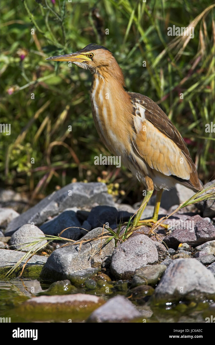 Tarabusino, comune tarabusino, Ixobrychus minutus, trampolieri nella famiglia di airone Foto Stock