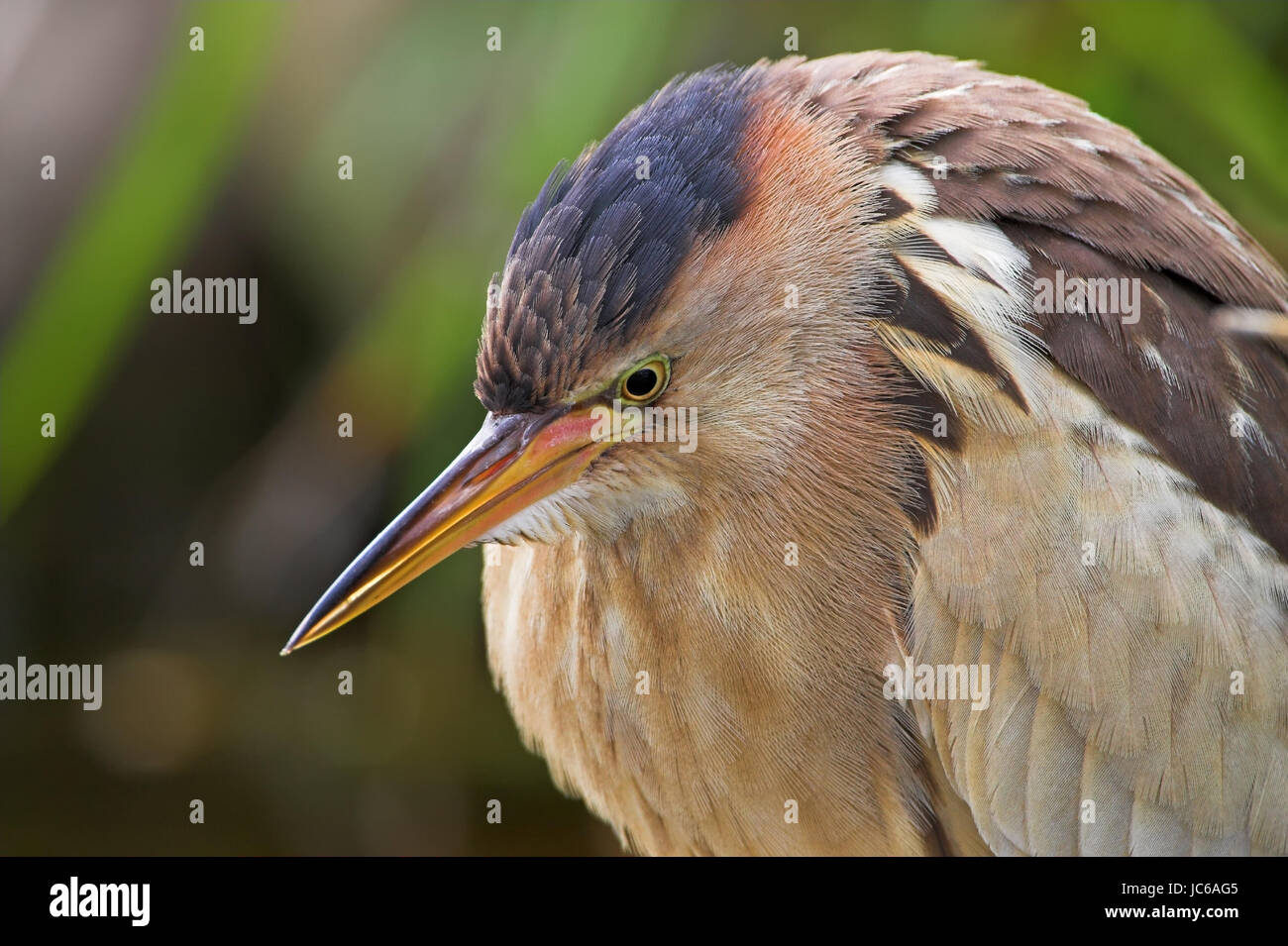 Tarabusino, comune tarabusino, Ixobrychus minutus, trampolieri nella famiglia di airone Foto Stock