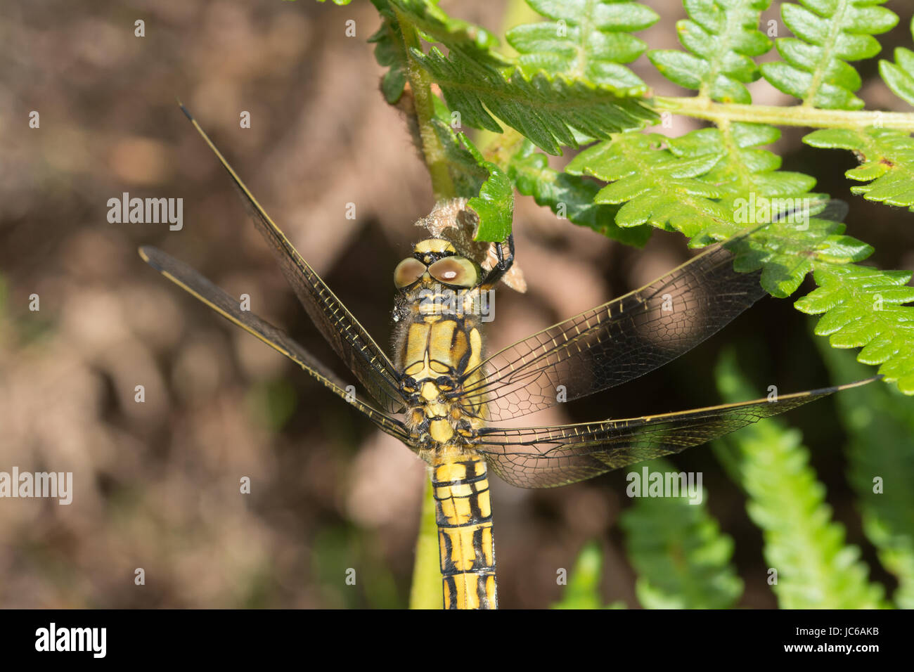 Nero-tailed skimmer dragonfly femmina (Orthetrum cancellatum) consumando una falena Foto Stock