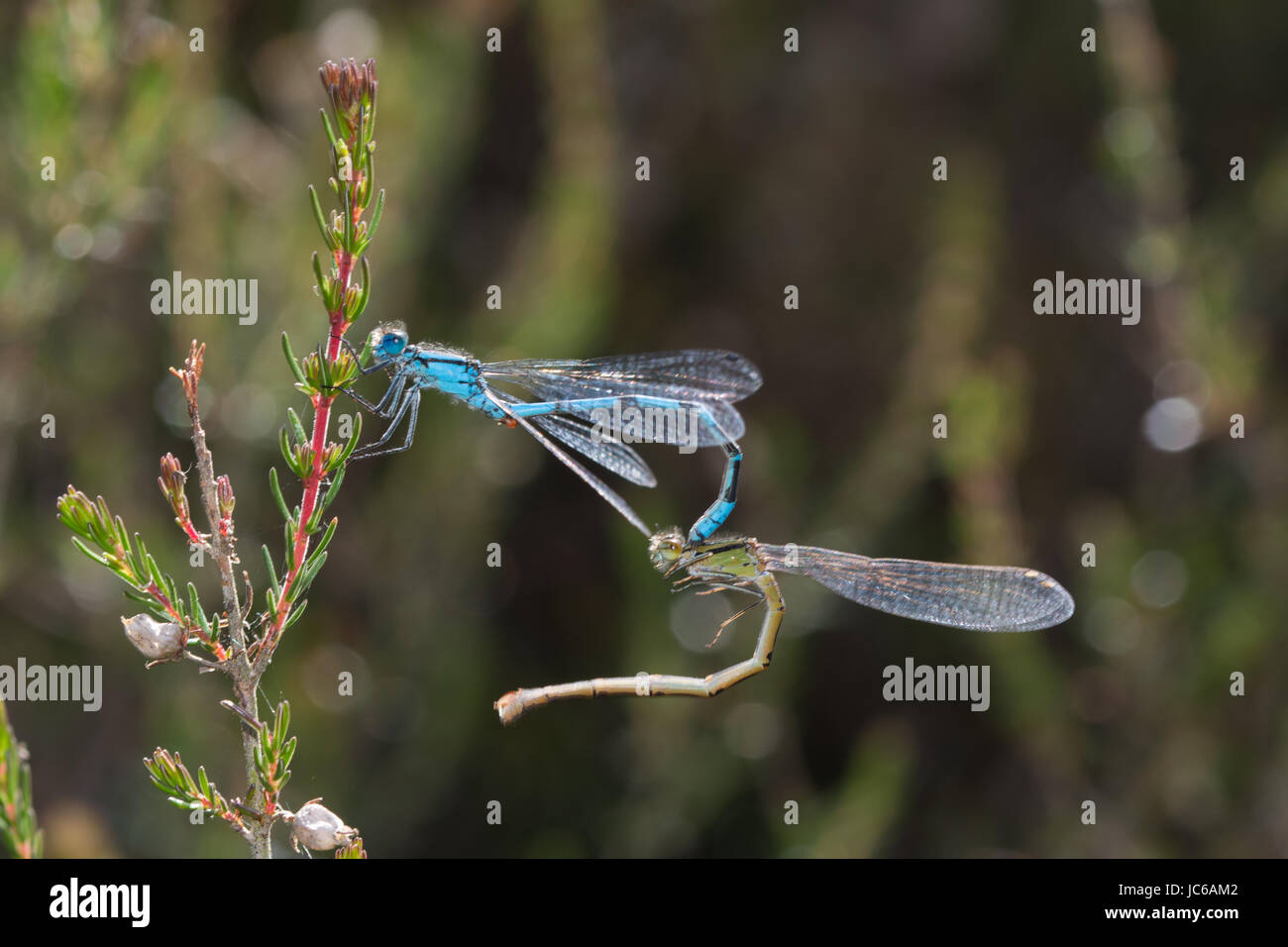 Coppia di comune damselflies blu (Enallagma cyathigerum) in tandem Foto Stock