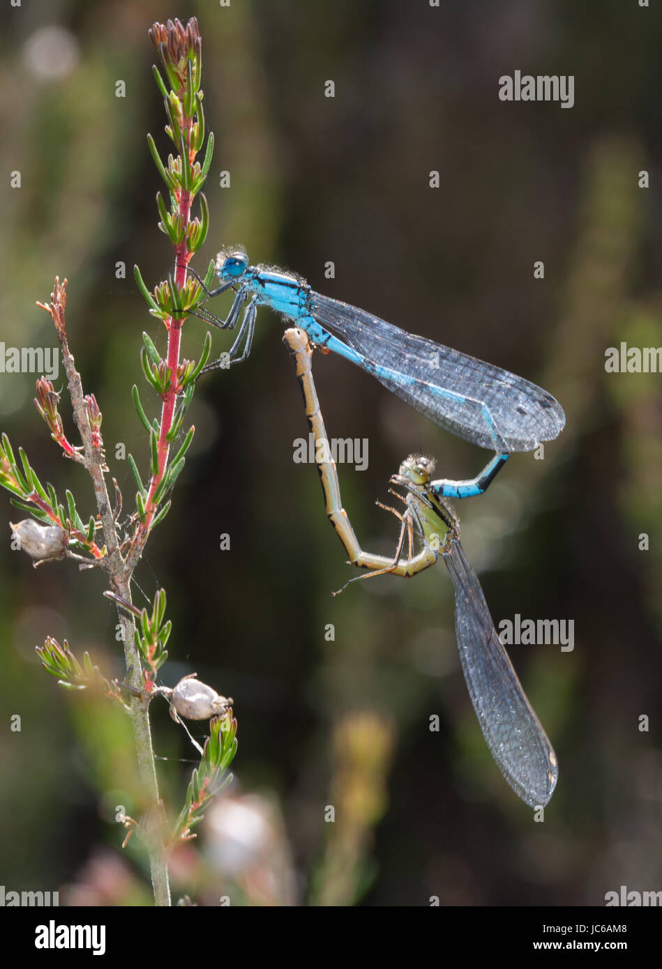 Coppia di comune damselflies blu (Enallagma cyathigerum) in tandem Foto Stock