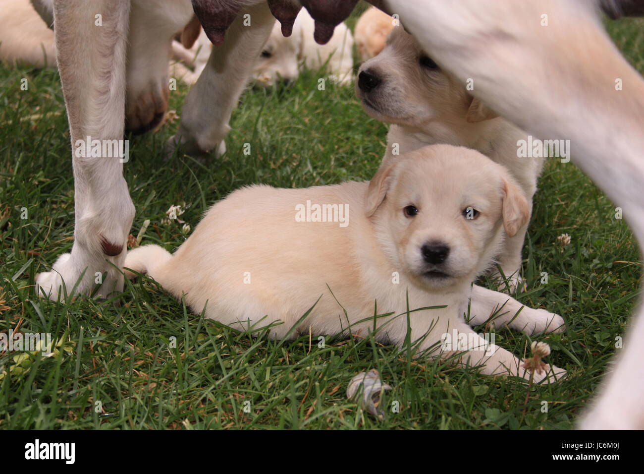 cuccioli di 3 settimane di età Foto Stock