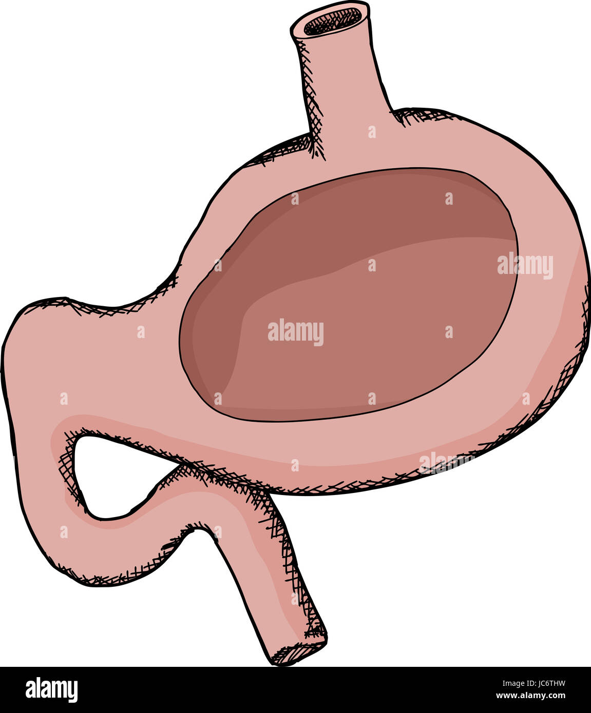 Sezione trasversale dello stomaco umano con area per il testo Foto Stock
