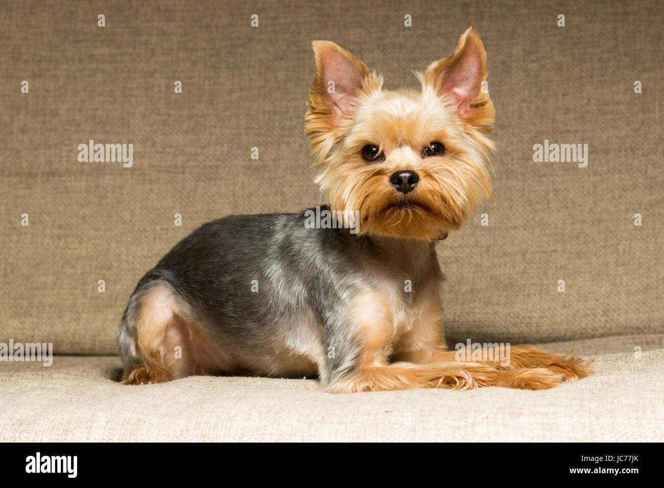 Cane Yorkshire Terrier dopo il taglio di capelli è sul lettino Foto Stock