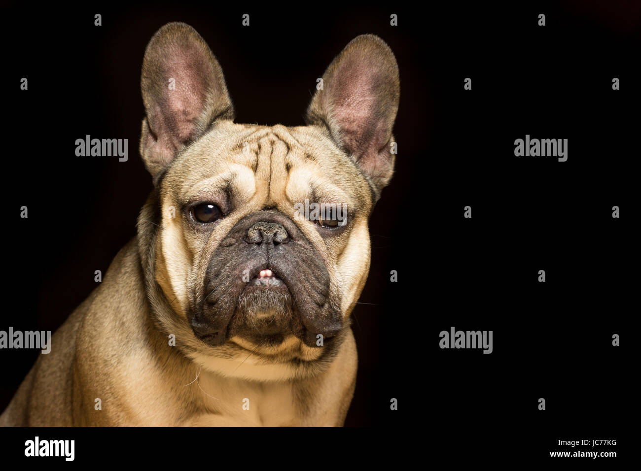 Bulldog francese di colore fulvo, sfondo nero Foto Stock