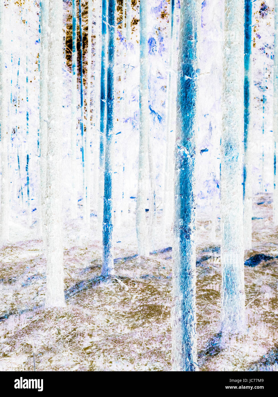 Mystic Forest Foto Stock