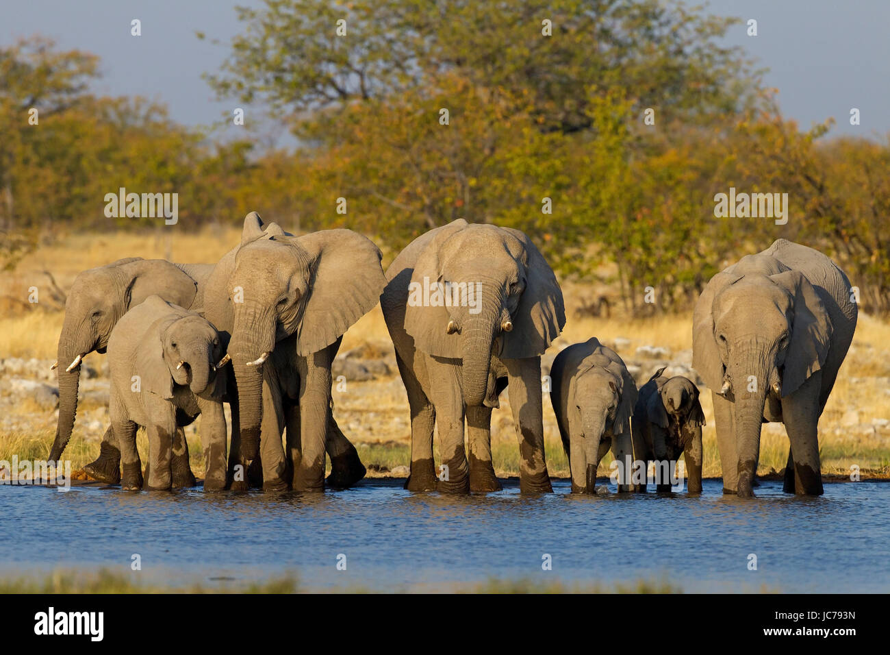 Bush africano Elefante, savana africana Elephant Foto Stock