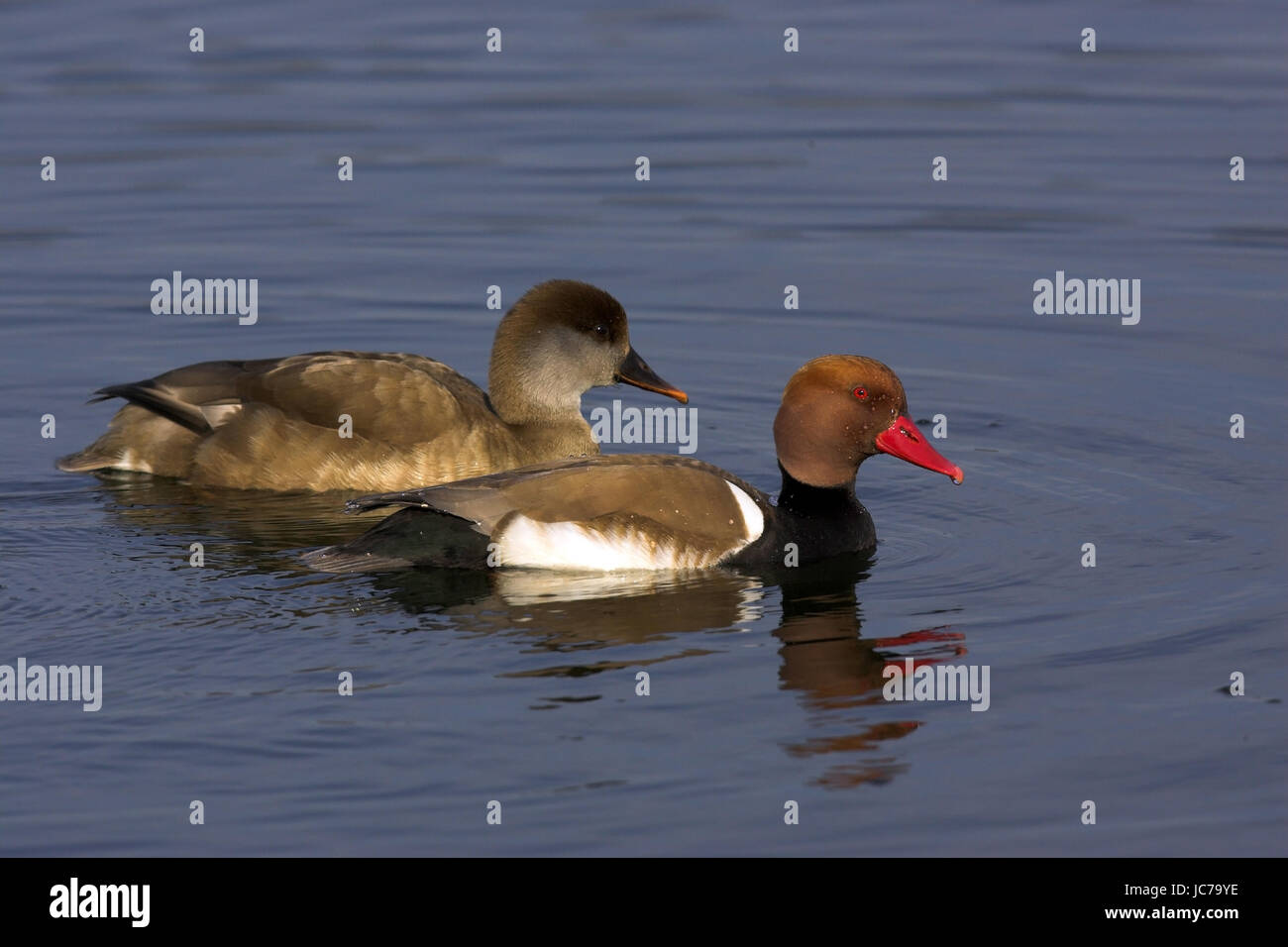 Il pistone di anatra, Netta Rufina, rosso-crested Pochard, anatra, uccelli, uccelli, formato orizzontale Foto Stock