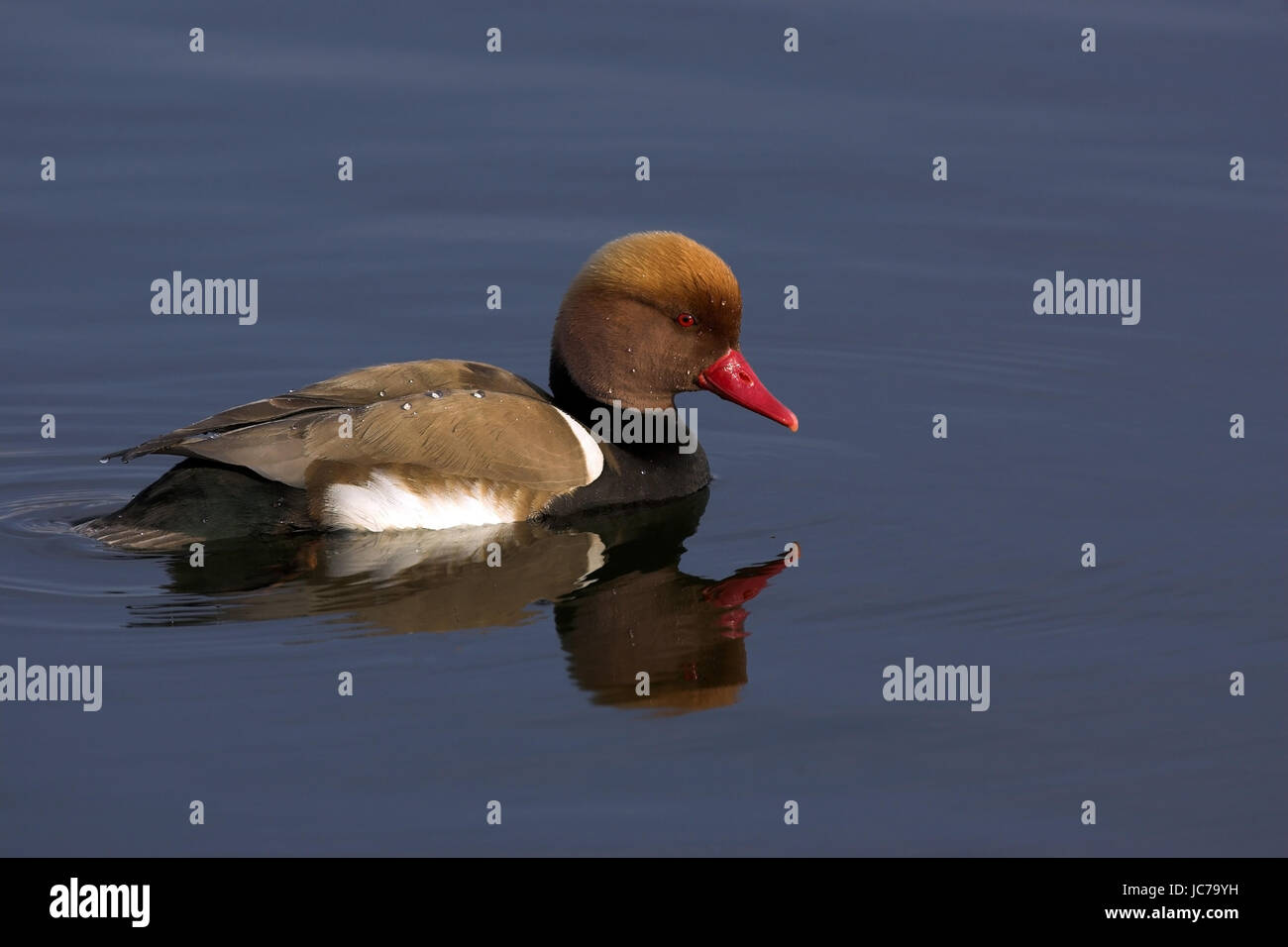 Il pistone di anatra, Netta Rufina, rosso-crested Pochard, anatra, uccelli, uccelli, formato orizzontale Foto Stock