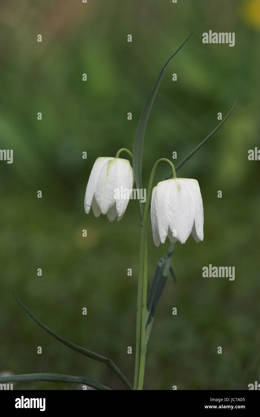 Fiore di scacchi, Fritillaria meleagris, piante, scacchiera fiore, Kiebitzei, Lily piante, Snake?'s fritillary testa Foto Stock