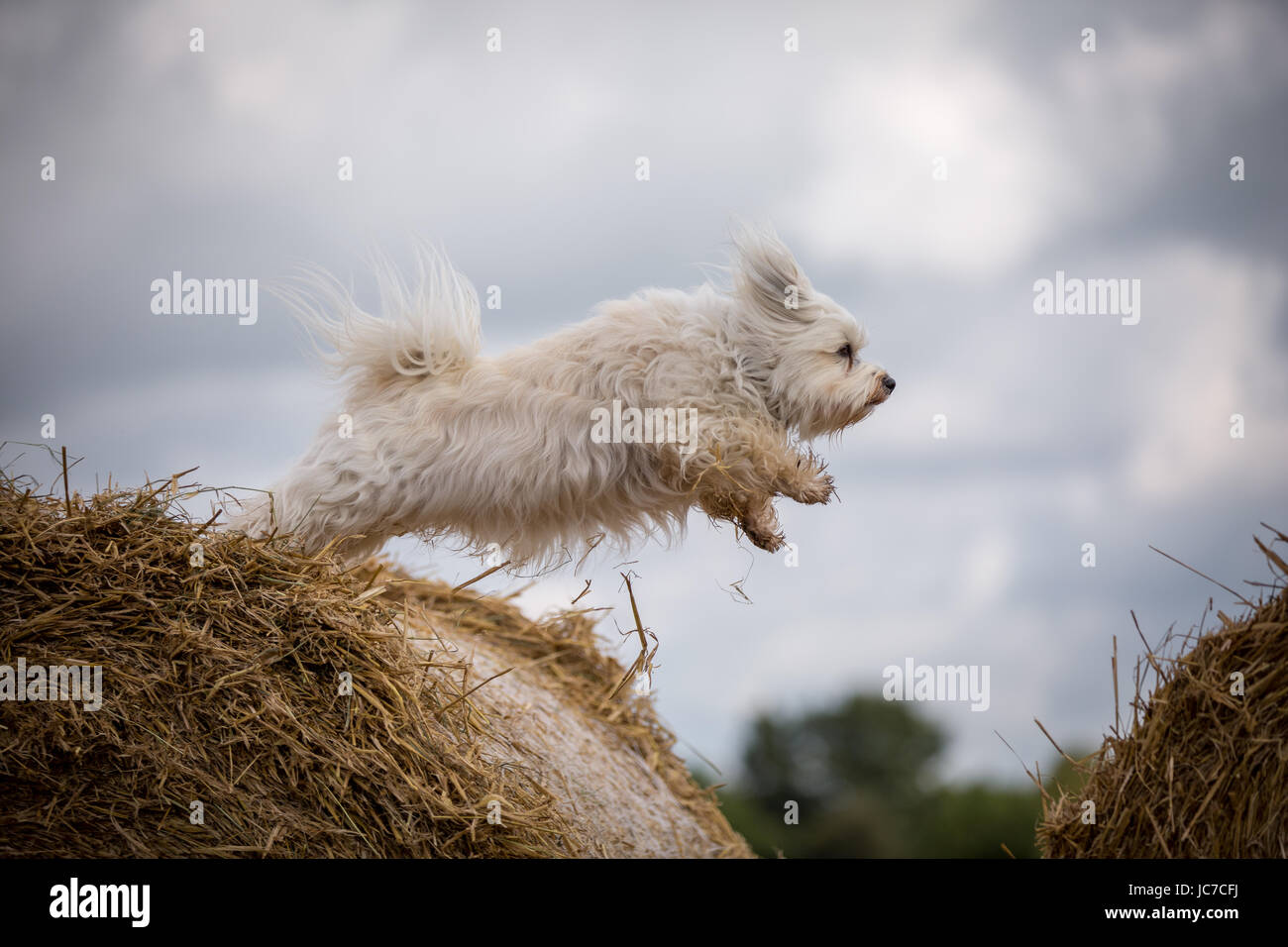 Kleiner weißer Havaneser springt von einem Strohballen zum nächsten. Foto Stock
