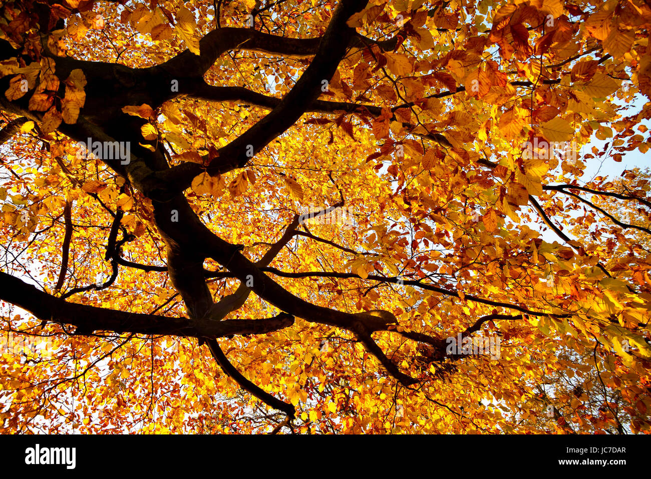Ausschnitt einer großen buche in leuchtend goldener Herbstfarbe Foto Stock
