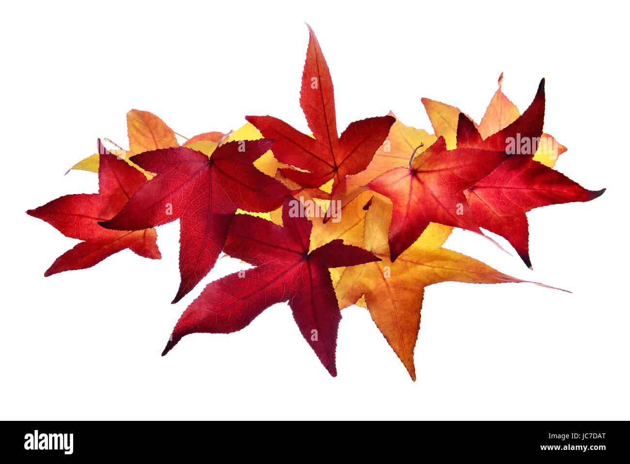 Disposizione aus buntem Herbstlaub auf rein weißem Hintergrund Foto Stock