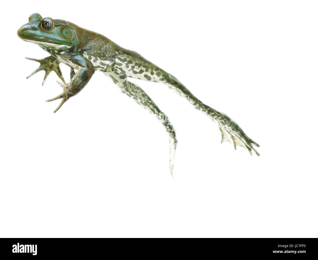 Jumping frog isolata contro uno sfondo bianco, la rana verde, saltando alta, Foto Stock
