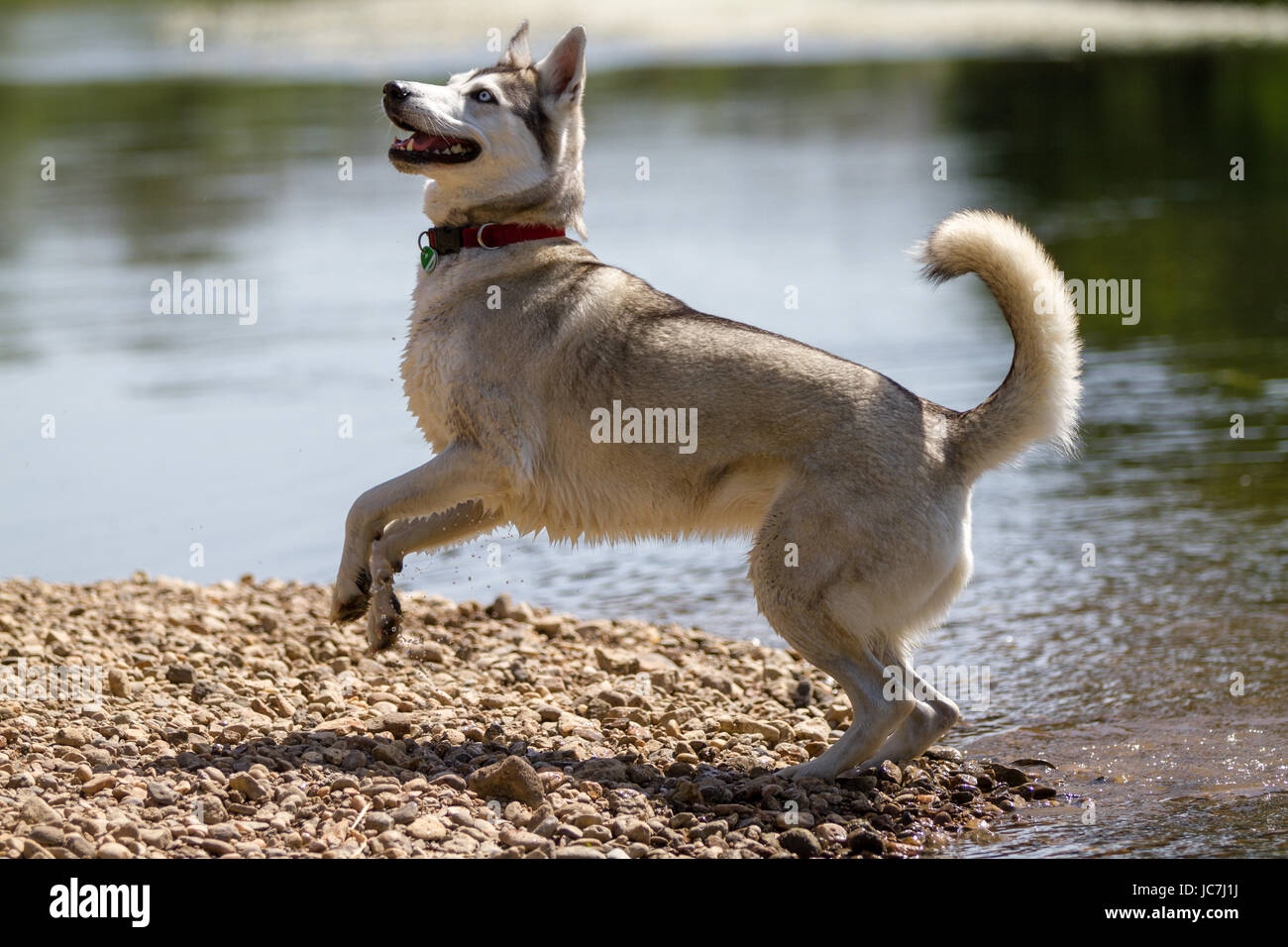 Ein heller Husky springt am Ufer eines Flußes entlang. Foto Stock