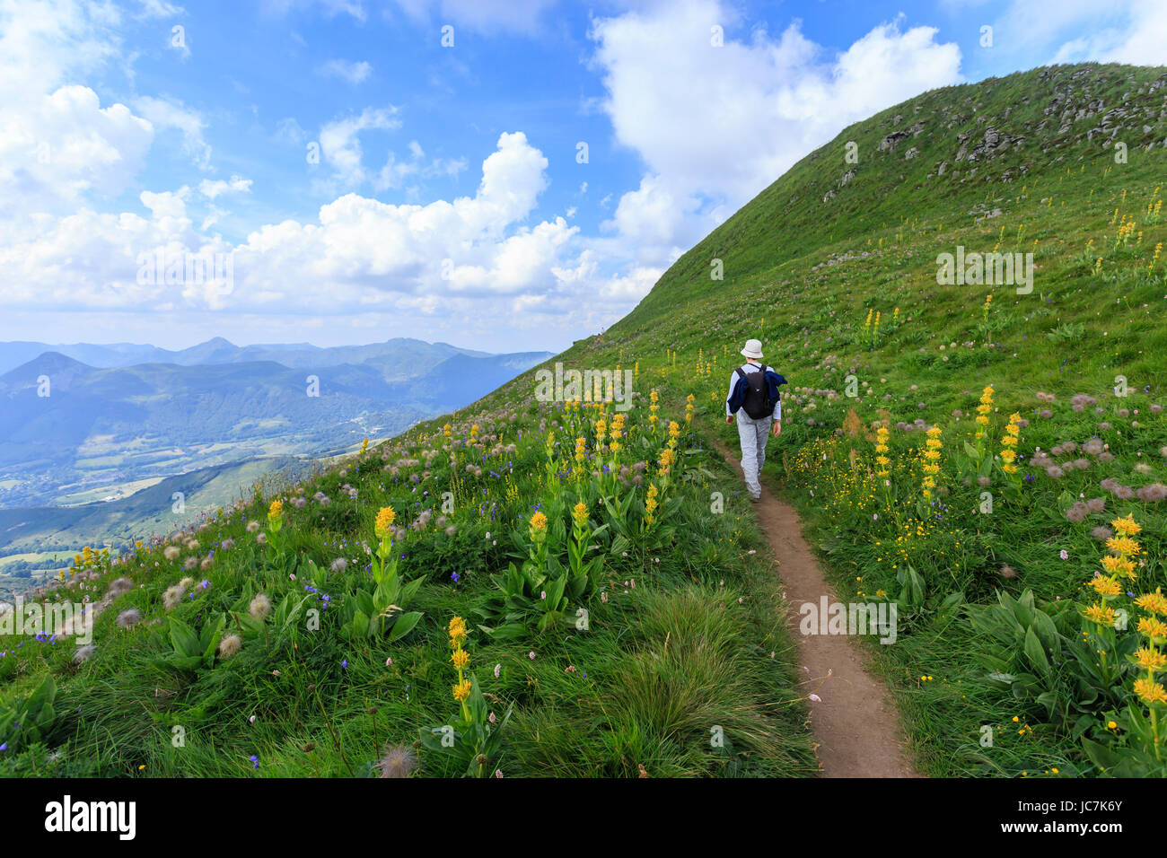 Francia, Cantal (15), le Plomb du Cantal, sentier sur ses flancs, à droite le sommet et gentiane jaune (Gentiana lutea) // Francia, Cantal, Plomb du può Foto Stock