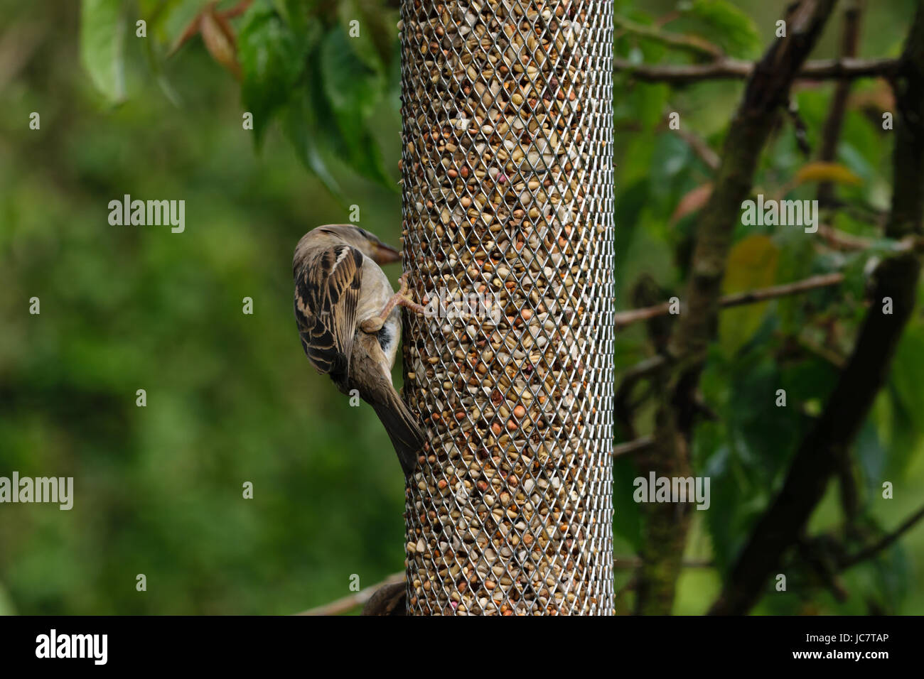 Femmina di casa passero (passer domesticus) Alimentazione Foto Stock