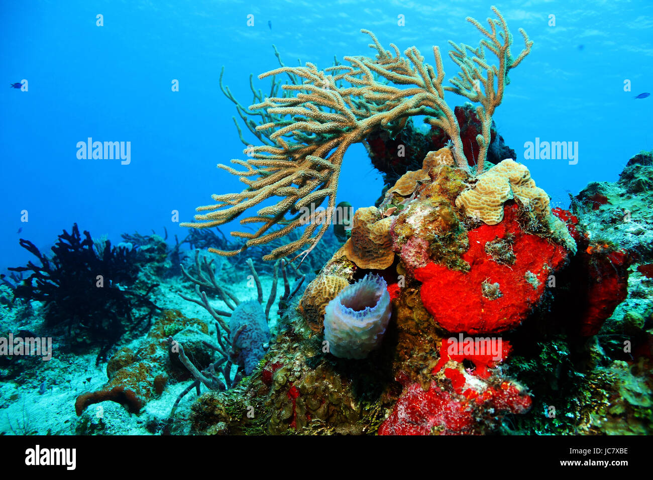 Coralli colorati contro blu acqua e superficie, Cozumel, Messico Foto Stock