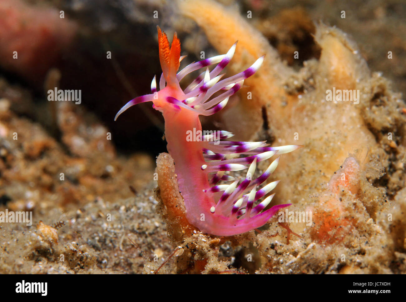 Flabellina Exoptata foto macro, Lembeh strait, Indonesia Foto Stock