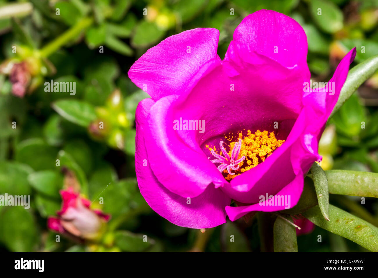 Rosa con dei fiori stame nel selvaggio Foto Stock