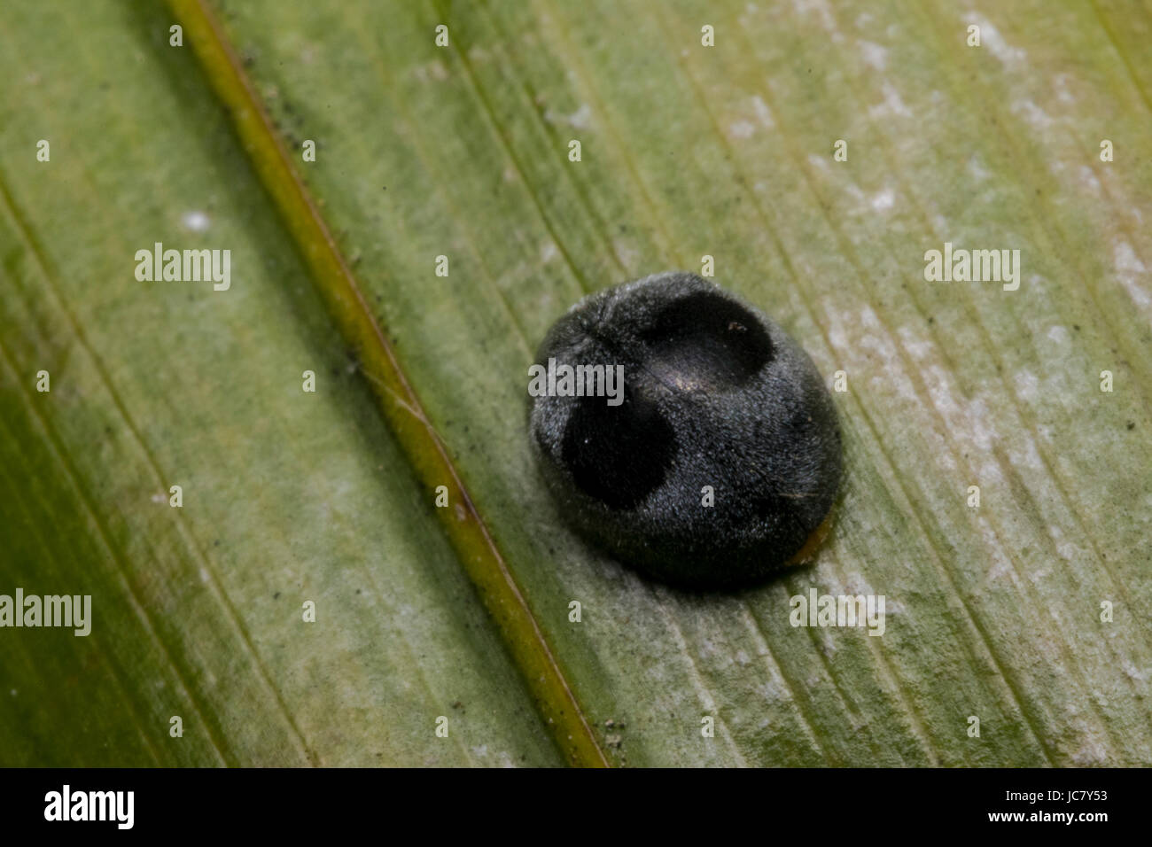 Coccinella nera immagini e fotografie stock ad alta risoluzione - Alamy