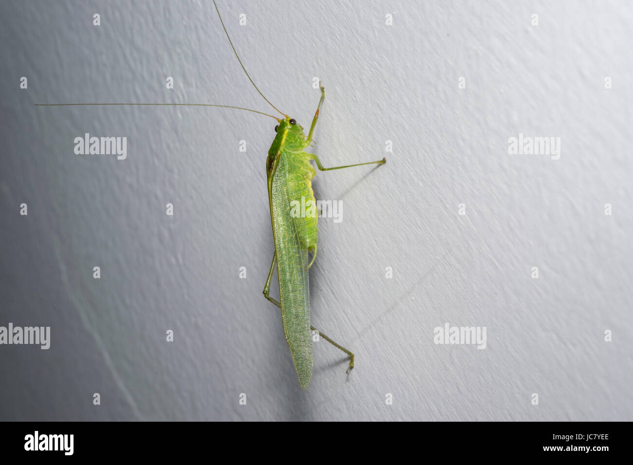 Grande Cavalletta verde cricket su un muro di casa Foto stock - Alamy