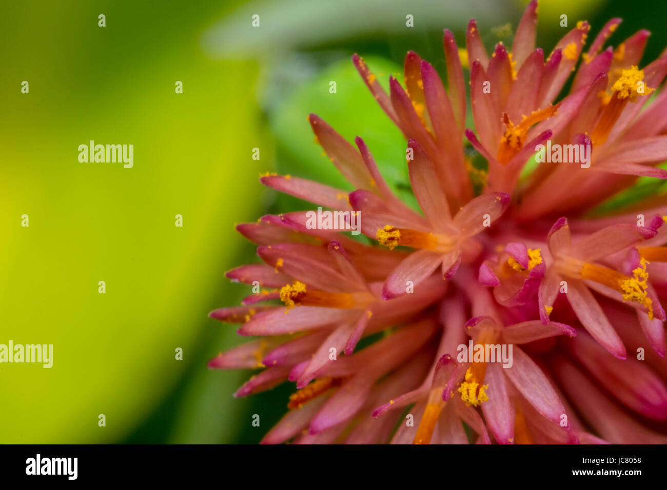 Piccolo dettaglio fiore rosa nel selvaggio Foto Stock