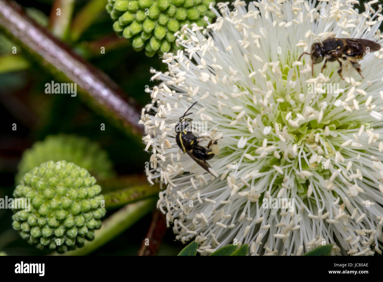 Wasp nero su un fiore bianco Foto Stock