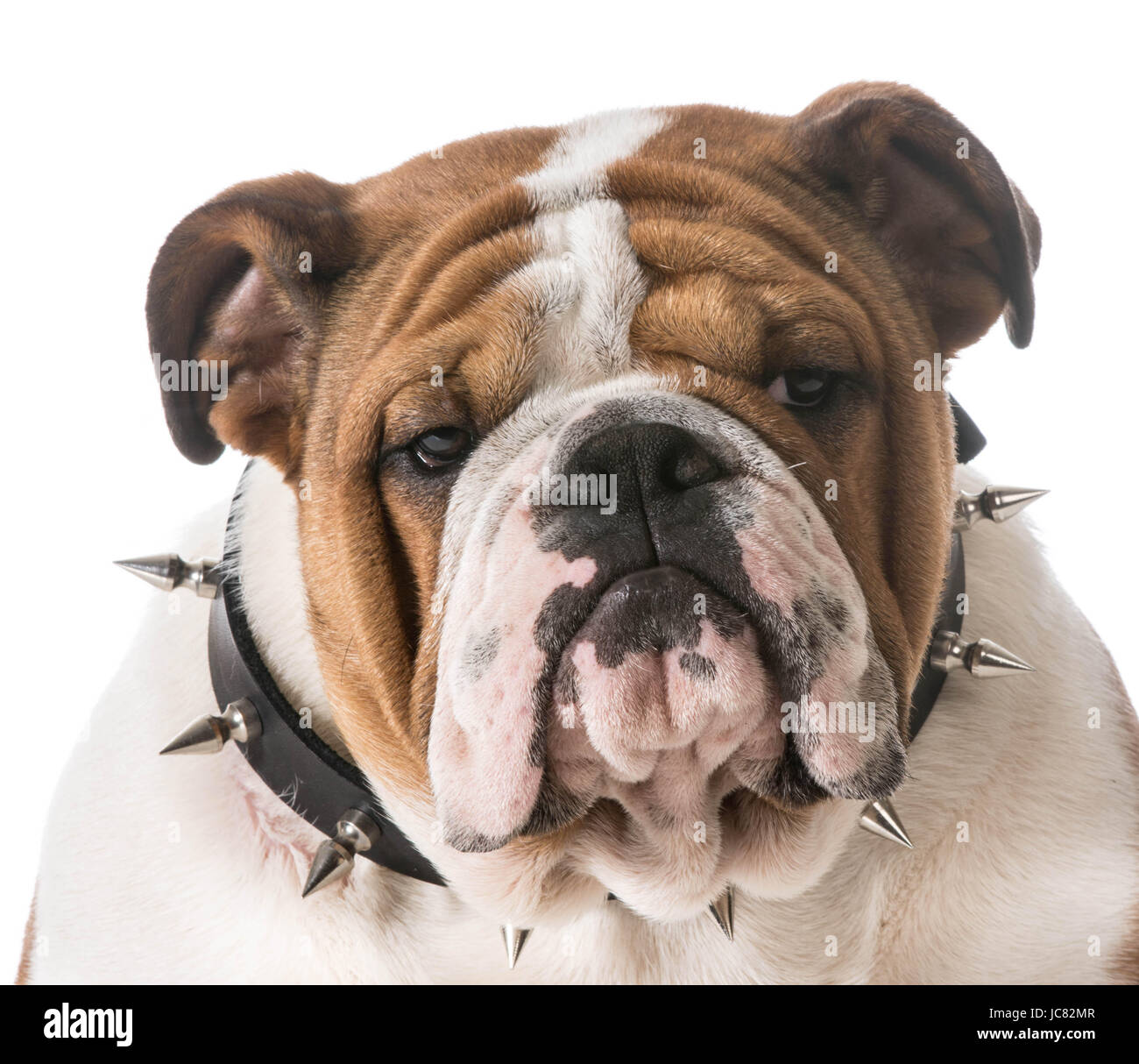 Spike The Bulldog Immagini Spike The Bulldog Fotos Stock Alamy