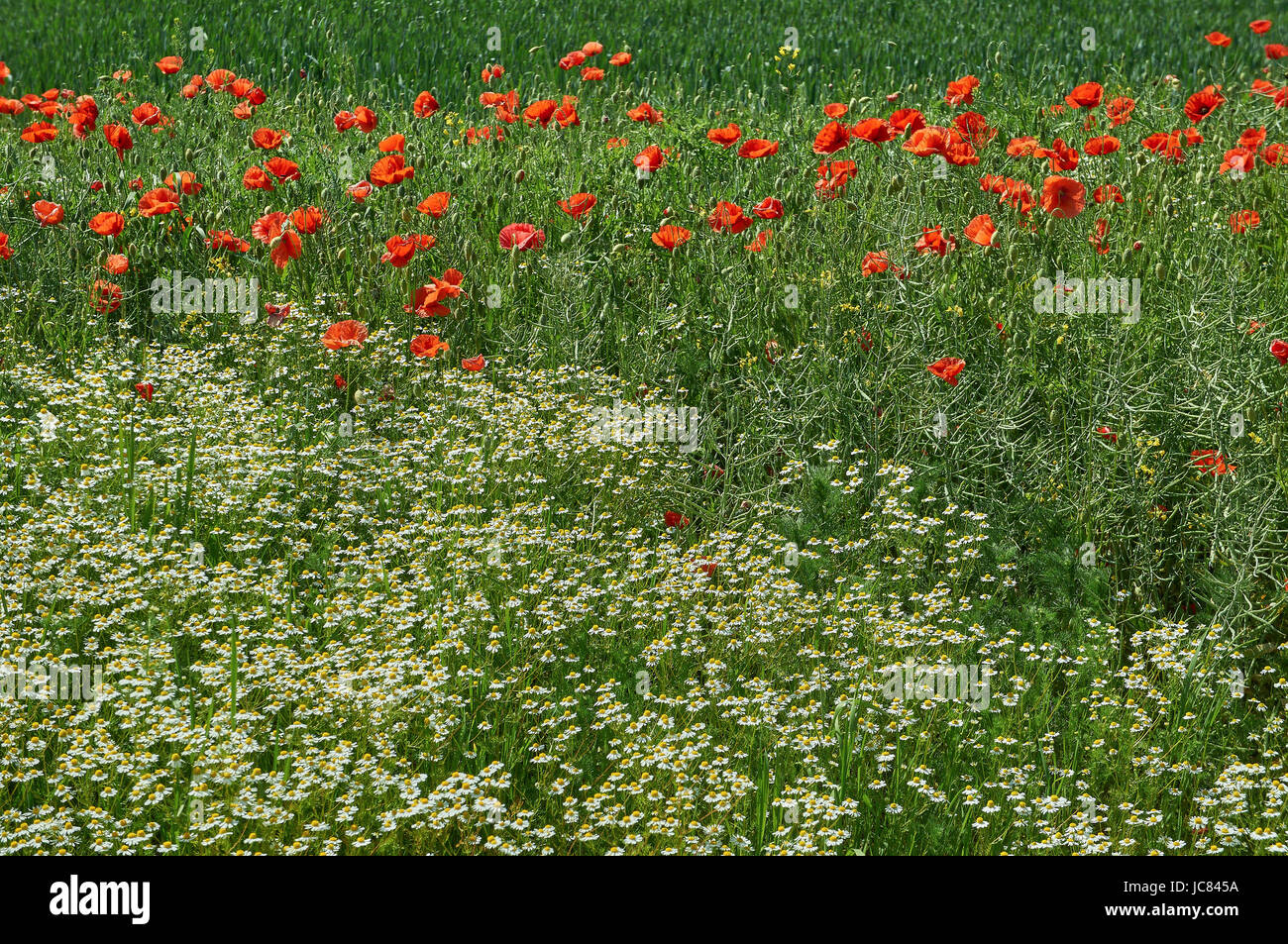 Un sacco di fioritura comune rosso papavero Papaver rhoeas papavero comune,mais papavero, rosa di mais, campo papavero, Fiandre papavero rosso papavero Foto Stock