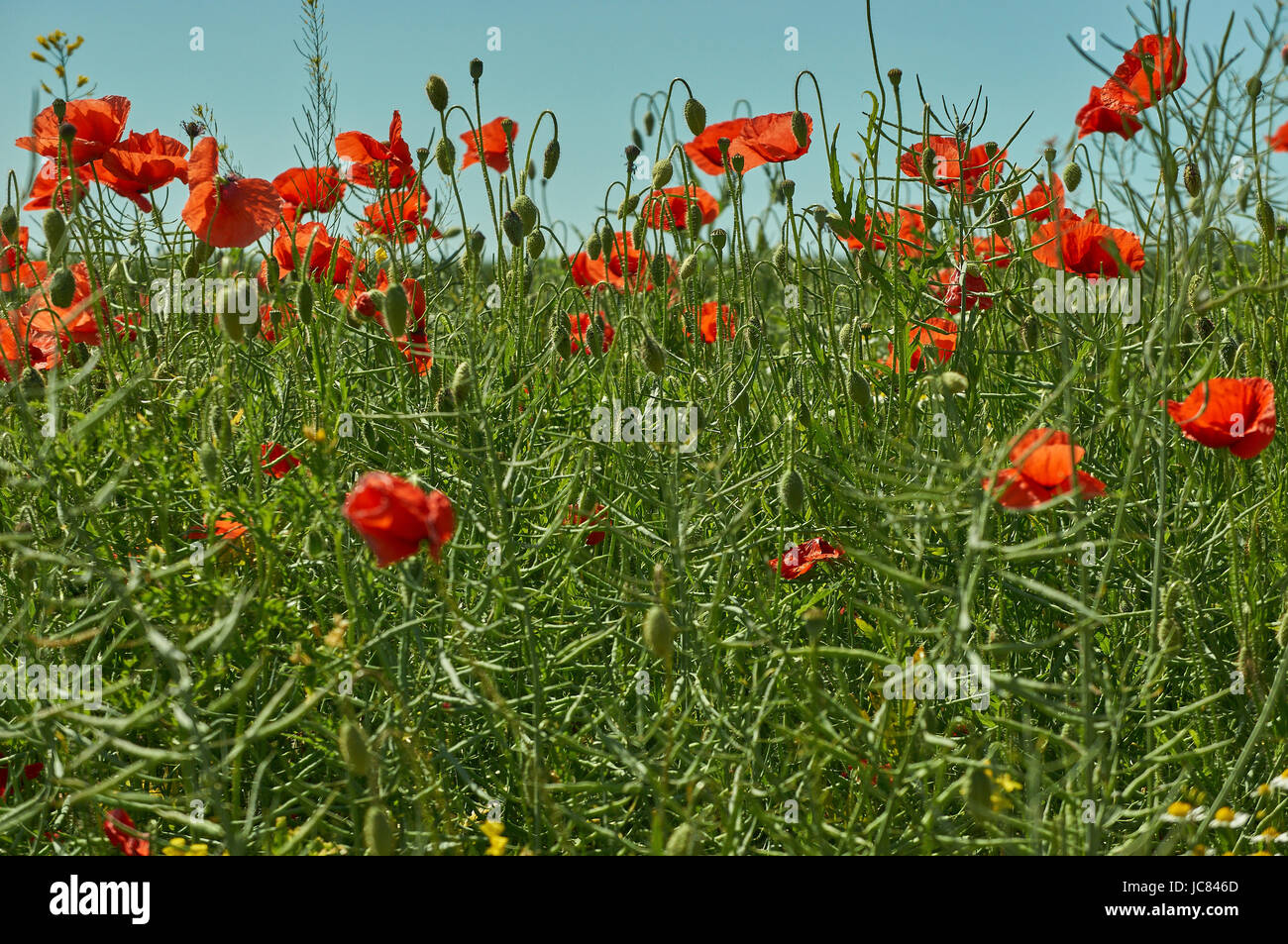 Un sacco di fioritura comune rosso papavero Papaver rhoeas papavero comune,mais papavero, rosa di mais, campo papavero, Fiandre papavero rosso papavero Foto Stock