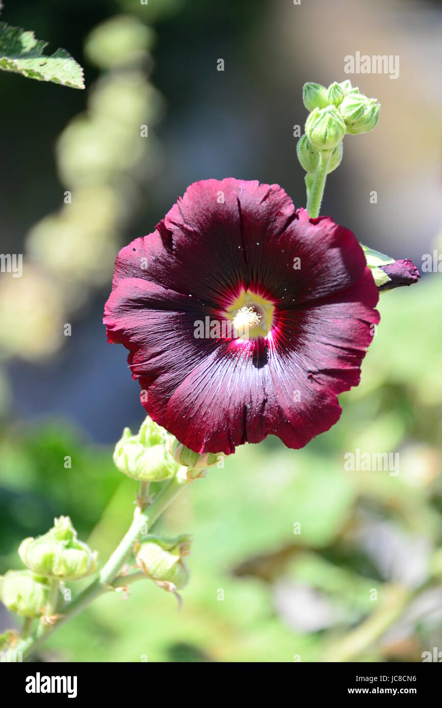 STOCKROSE IN SPAGNOLO - COSTA BLANCA - Foto Stock