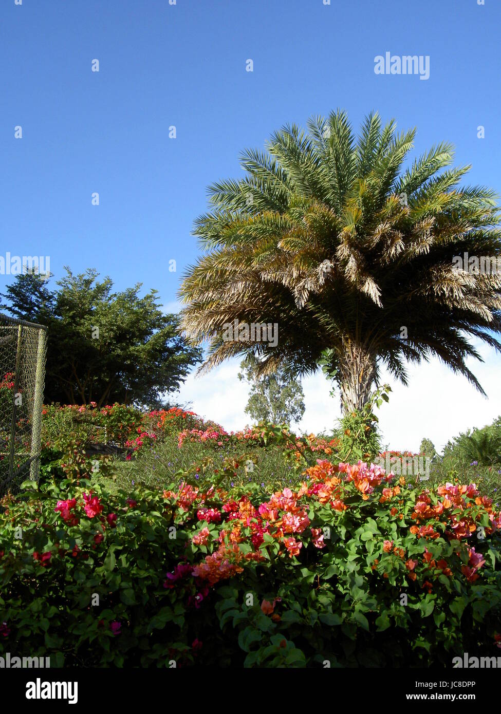 Alberi di fiori in La Vanille Parco Naturale di Mauritius Foto Stock