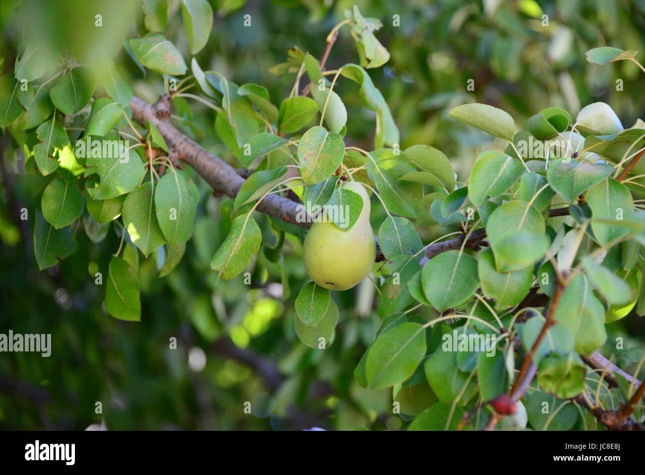 Le pere su tree - Spagna Foto Stock