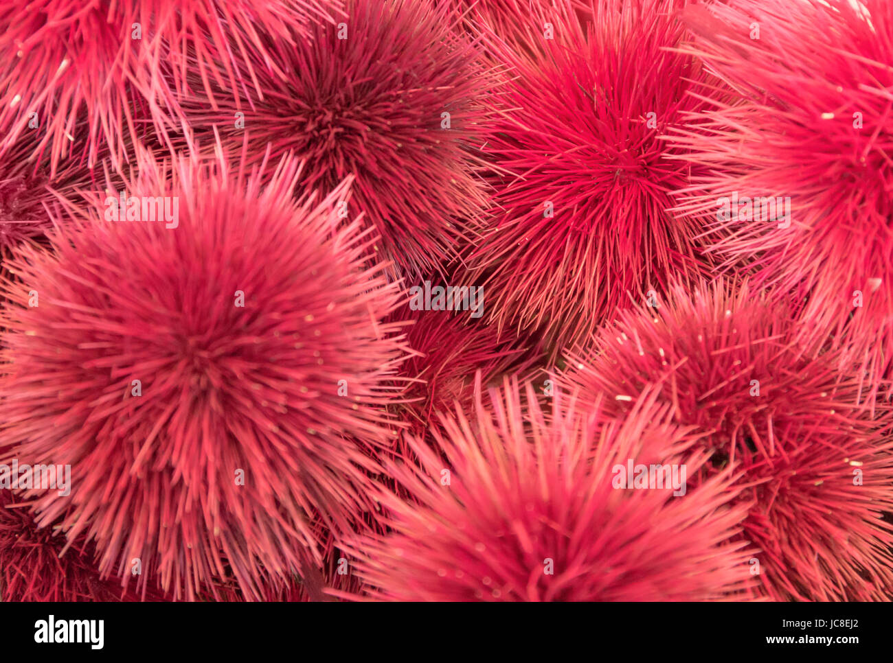 Un sacco di rosso soffici capsule di semi Foto Stock