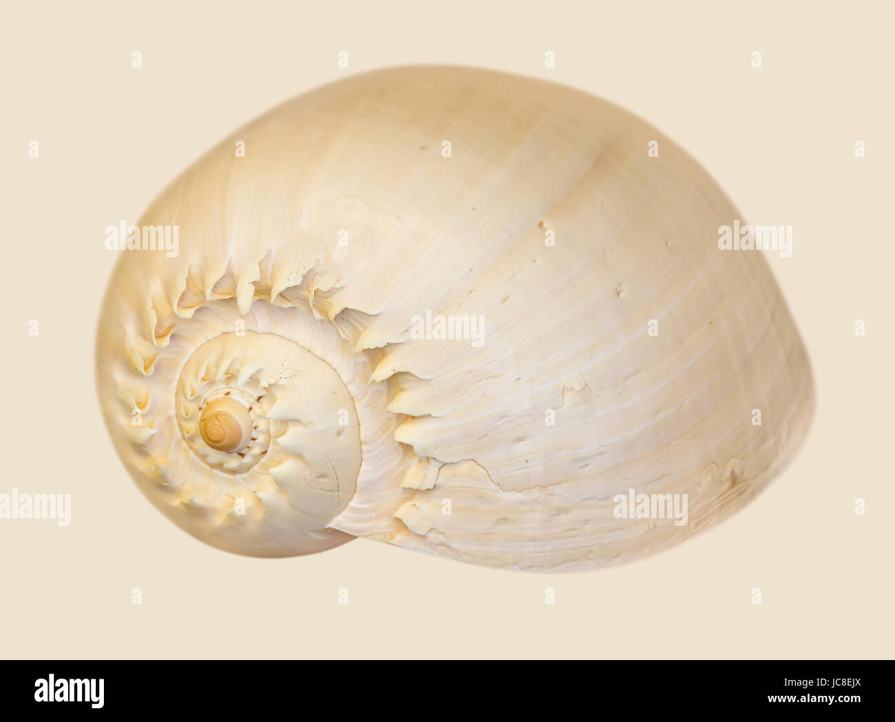 Isolato acquatico Shell lumaca in luce posteriore Foto Stock