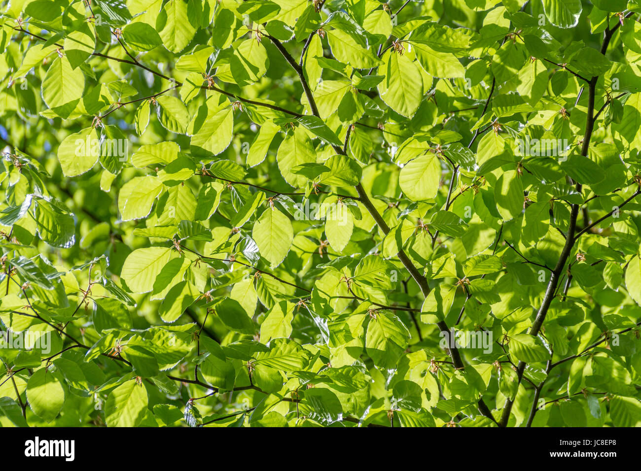 Sunny illuminato di verde fogliame in primavera tempo Foto Stock