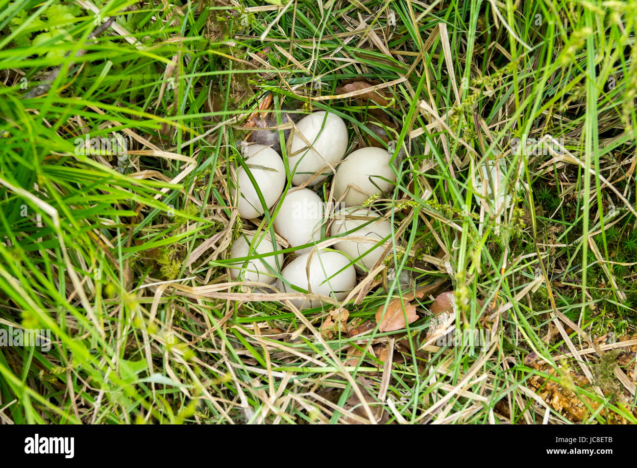 Il nido di un anatra con alcune uova in ambiente naturale visto dal di sopra Foto Stock