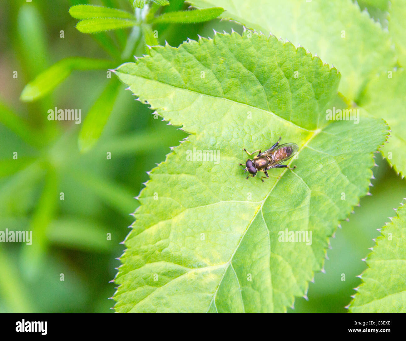 Specie hoverfly Xylota segnis sulla foglia verde Foto Stock