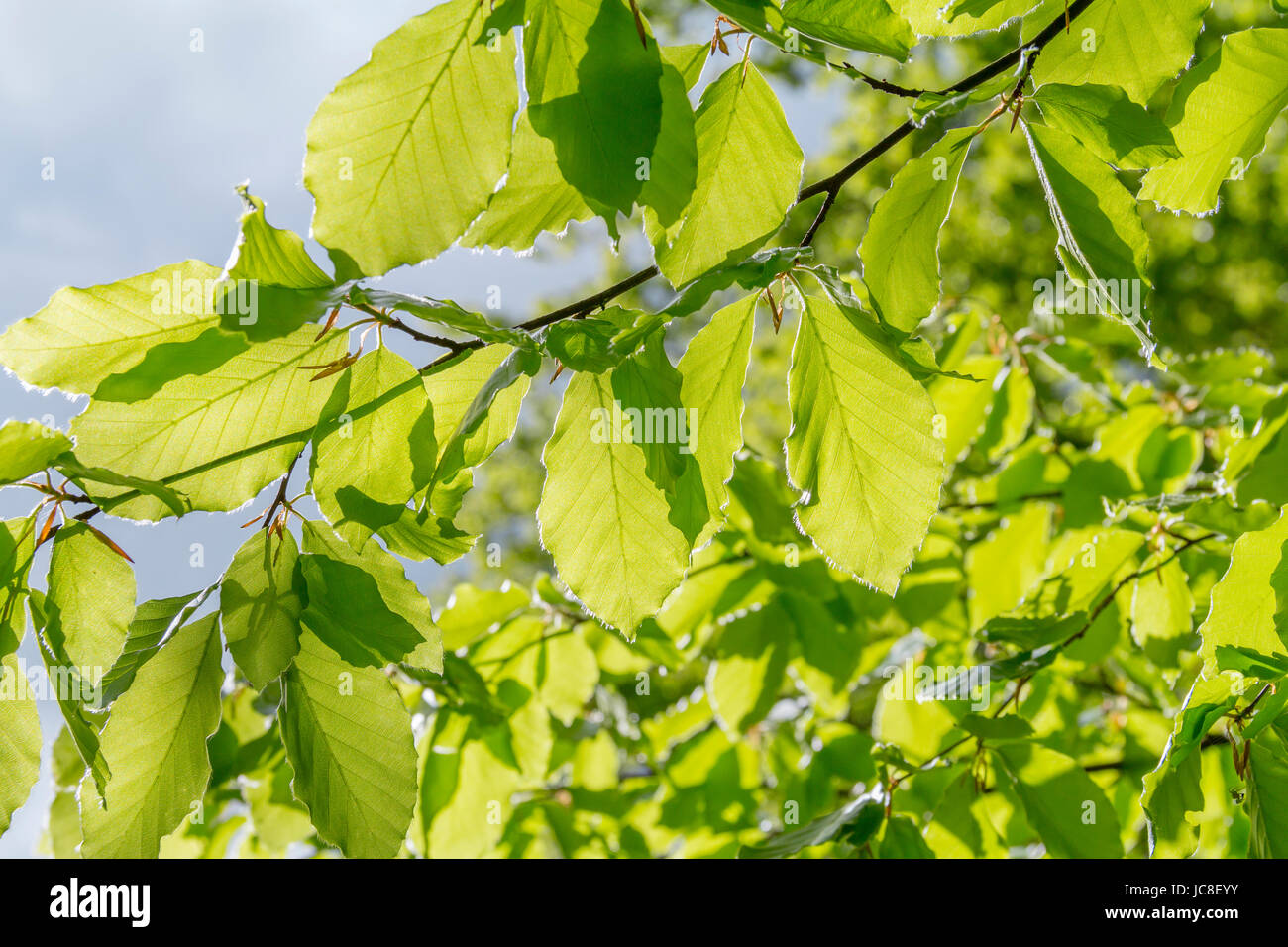 Sunny illuminato di verde fogliame in primavera tempo Foto Stock