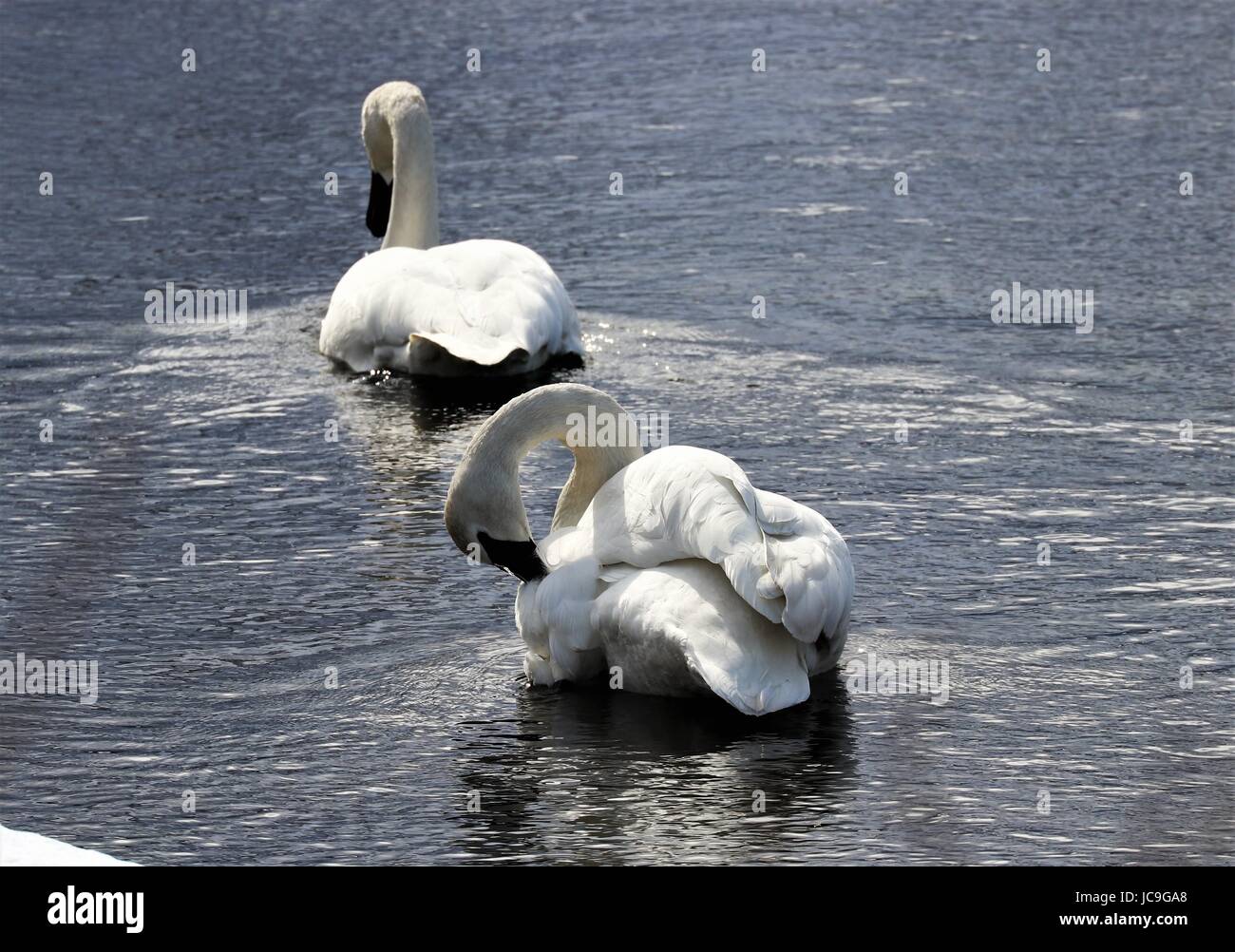 Elegante wild trumpeter swans (Cygnus buccinatore) in Eagle River, AK. Foto Stock