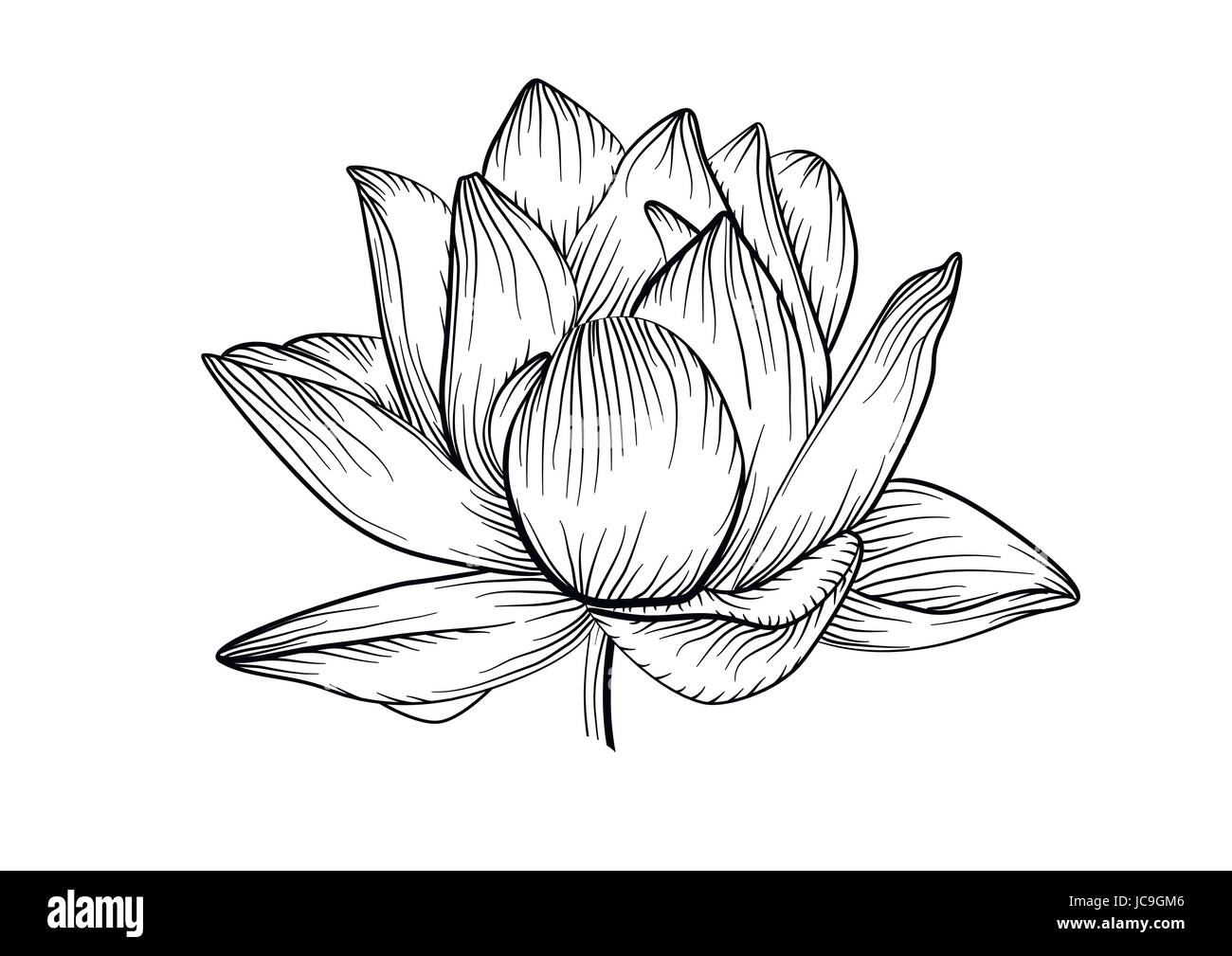 Lotus acqua giglio vettore splendidi fiori in linea, in bianco e nero tattoo art illustrazione. Disegnata a mano lineare fine fioritura di piante, floreali, botanica moderna Illustrazione Vettoriale