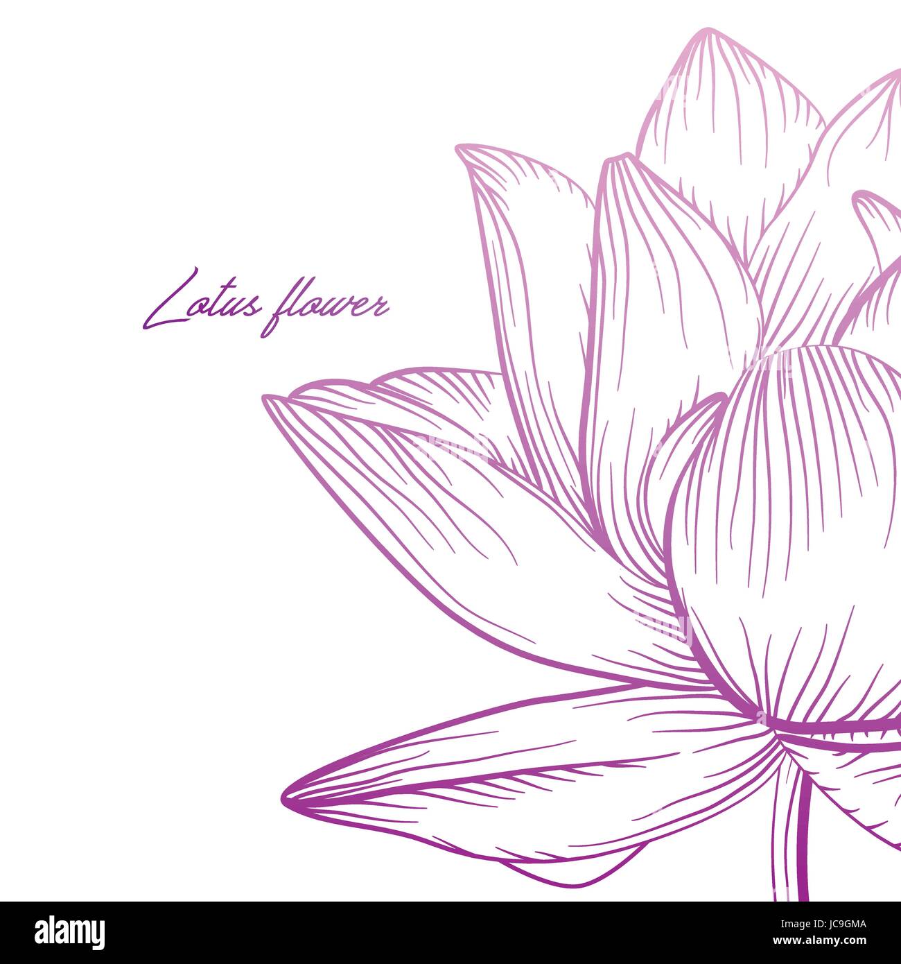 Lotus ninfee vettore ninfea bellissimi fiori colorati di rosa viola soft gradienti illustrazione. Disegnata a mano lineare fine fioritura di piante, elega floreali Illustrazione Vettoriale