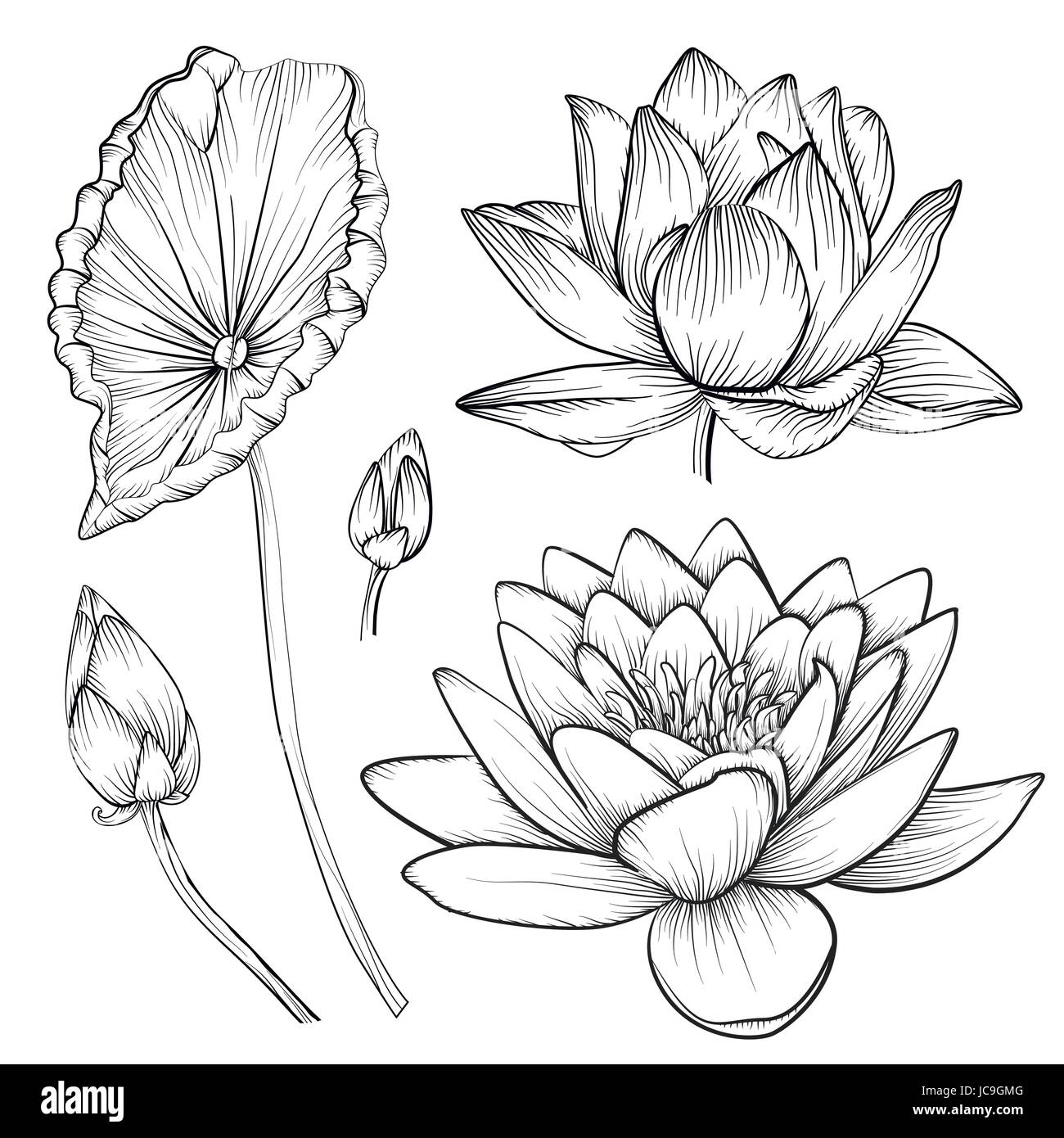 Lotus acqua vettore giglio fiore bellissimo pulsanti, set di foglia di righe in bianco e nero tattoo art illustrazione. Disegnata a mano lineare fine fioritura di vegetali e floreali Illustrazione Vettoriale