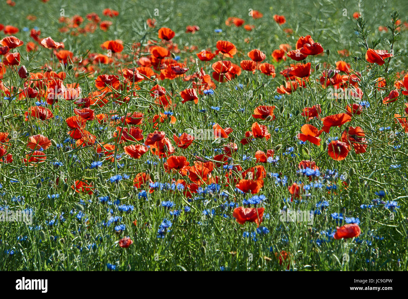 Un sacco di fioritura comune rosso papavero Papaver rhoeas papavero comune,mais papavero, rosa di mais, campo papavero, Fiandre papavero rosso papavero Foto Stock