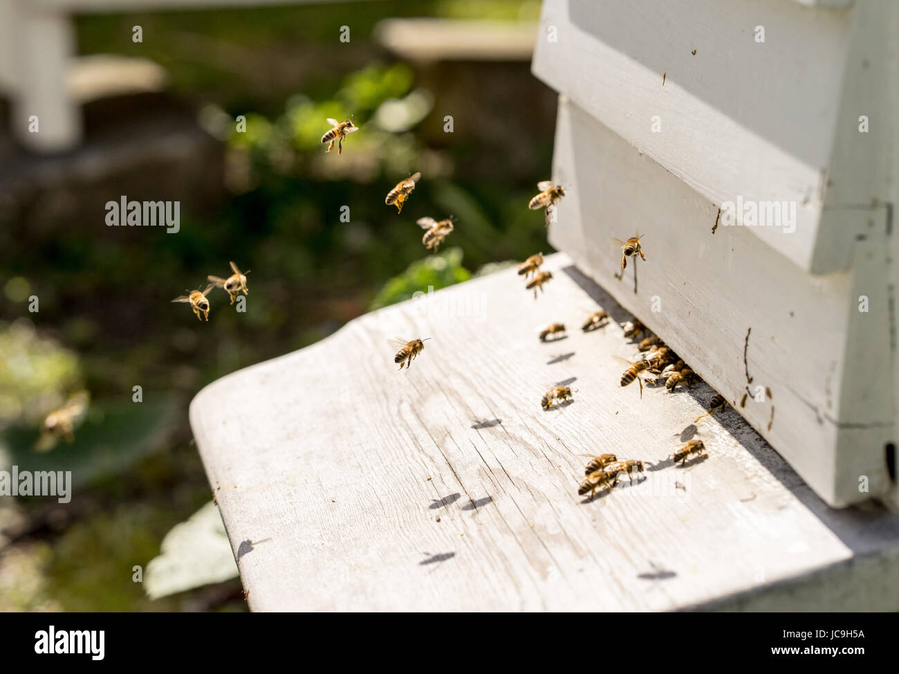Close up di api battenti in e fuori della loro alveari. Alcune delle api portano golden grumi di polline sulle loro gambe Foto Stock