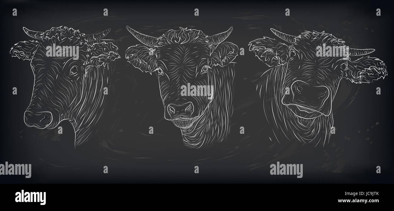 Vacca, Vitello, bull muso grazioso volto in tre diversi set di variazione di raccolta di emozioni. Vettore orizzontale bello bianco nero icona del segno contorno immagine Illustrazione Vettoriale